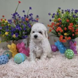 Wren (AKC) - White female Poodle puppy in Rainbow City, Alabama from Spinks Poodles