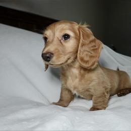 Peppermint Patty - Red female Dachshund puppy in Texarkana, Texas from Millys Pups