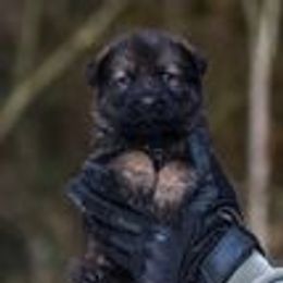 German Shepherd Puppies from vom Grenze Stadt German Shepherd Dogs