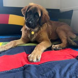 Leonberger and Miniature Australian Shepherd Puppies from Bear Pond Aussies / Leonbergers of Maine