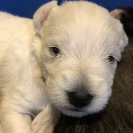 Miniature Schnauzer and Poodle Puppies from Bits & Bytes Farm