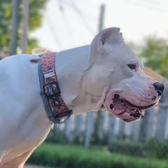 Hinata - Dogo Argentino