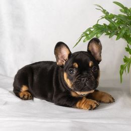 French Bulldog and Pug Puppies from FurEver Canine