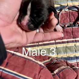 Boxer Puppies from Abney’s Boxers of Bowling Green