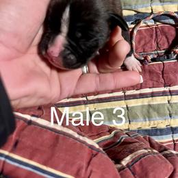 Boxer Puppies from Abney’s Boxers of Bowling Green
