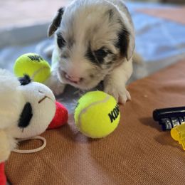 Cardigan Welsh Corgi Puppies from Savage Family Farm