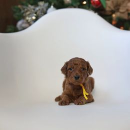 “Enid” - Poodle puppy from AMC Poodles