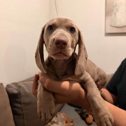 Isabella Tan (Male) - Fawn (isabella) and tan male Dachshund puppy in Long Beach, California from CasadeWeens