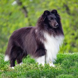 Harley - Shetland Sheepdog