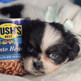 Pinto Bean - Black and tan male Tibetan Spaniel puppy in Vancouver, Washington from Trillium Tibetan Spaniels
