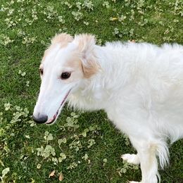 Suki - Silken Windhound