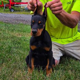 General - Black and rust male Doberman Pinscher puppy in China Township, Michigan from Snell's Superior Kennel Dobermann & GSP