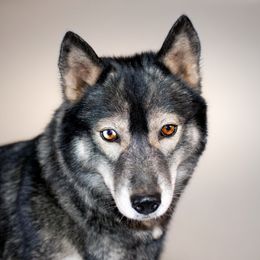 Raven - Siberian Husky