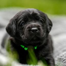 Lime Green Collar - Black female Labrador Retriever puppy in West Newbury, Massachusetts from Riverfront K9