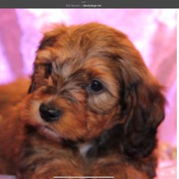 Dachshund Puppies from Dollhouse Miniature Dachshunds