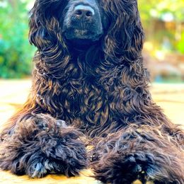 Portuguese Water Dog Puppies from Blue Marina Portuguese Water Dogs