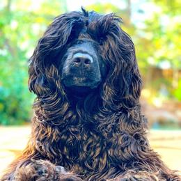Portuguese Water Dog Puppies from Blue Marina Portuguese Water Dogs