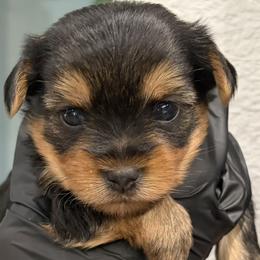 Yorkshire Terrier puppies from Grand 7 Kennelz