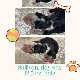 Sullivan - Blue merle male Australian Shepherd puppy in Pamplico, South Carolina from Greywood Farm Aussies