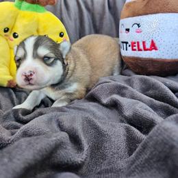 Maple - Tri-color female Pomsky puppy in Southern California, California from SoCal Pomskies LLC