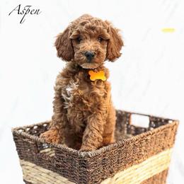 Aspen - Red  female Goldendoodle puppy in Boise, Idaho from Goldendoodle Baby