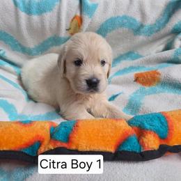 Citra Boy 1 - Light golden male Golden Retriever puppy in Niles, Michigan from Composer Goldens