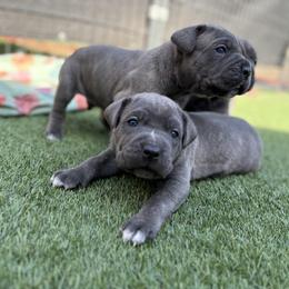 Cane Corso and Lowchen Puppies from High Royal Kennel