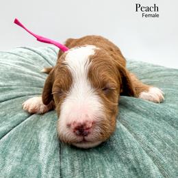 Peach - Red  female Goldendoodle puppy in Sunman, Indiana from Brunsman Country Doodles LLC