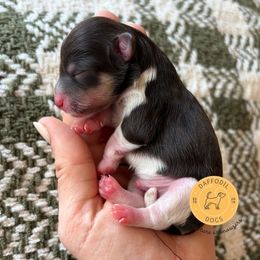 Kooper - Parti male Miniature Schnauzer puppy in Nederland, Texas from Daffodil Dogs