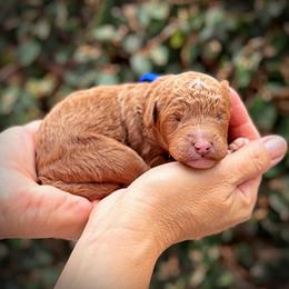 Blue Collar Boy - Red  male Poodle puppy in Modesto, California from Dry Creek Poodles