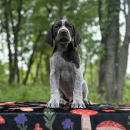 Champion Bred Show-Sporting home Prospect Home Only - Liver roan male German Shorthaired Pointer puppy in Kentucky from OutBark Dogs & Kennels