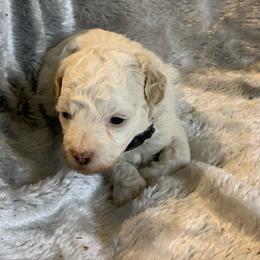 Iris - Parti female Goldendoodle puppy in Haddam, Kansas from Golden B Acres