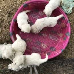 Golden Retriever Puppies from Autumn Lane Goldens