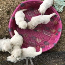 Golden Retriever Puppies from Autumn Lane Goldens