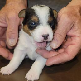 Russell Terriers from JTR Puppies