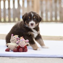 Australian Shepherd Puppies from Fairytail Aussies