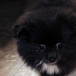 Dachshunds and Pomeranians from Gracie Lail