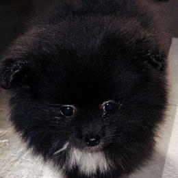 Dachshunds and Pomeranians from Gracie Lail