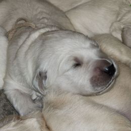 White - Golden female Golden Retriever puppy in Lucasville, Ohio from Halo Kennels