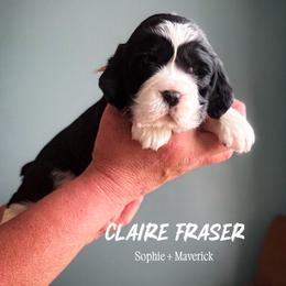 Claire MacKenzie - Black and white female English Springer Spaniel puppy in Tupalo, Mississippi from Butterfield Trail Farm