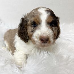 Ash is full of wisdom - Red merle male Aussiedoodle puppy in Clarkston, Washington from Doodle & poodle palace
