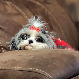 Cavapoos, Goldendoodles, Poodles, and Shihpoos from Sugarland's Texas Goldendoodles