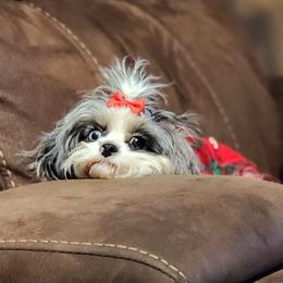 Cavapoos, Goldendoodles, Poodles, and Shihpoos from Sugarland's Texas Goldendoodles