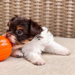 Pumpkin - Tan and white female Yorkshire Terrier puppy in Jacksonville, Florida from Yorktown Yorkies