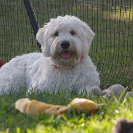 Goldendoodles from Gulf Shore Doodles