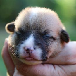 Honey - Sable female Pembroke Welsh Corgi puppy in Star City, Arkansas from Say When Corgi Co.