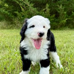 Wooly Bully - Black and white male Sheepadoodle puppy in Adams, Nebraska from Boxcar Doodles and Poodles