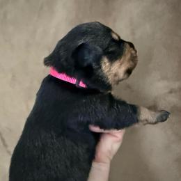 Isis - Black and tan female Rottweiler puppy in Newfoundland, Pennsylvania from Poconopaws