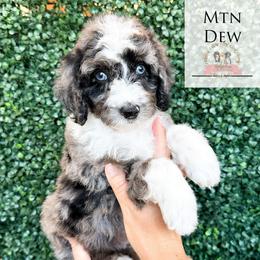 Mtn Dew - Blue merle male Aussiedoodle puppy in Corydon, Indiana from Ridgeline Doodles