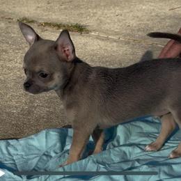 Blue Fawn Boy price: 3,800 - Fawn male Chihuahua puppy in Summerfield, Florida from Uey’s Chihuahuas